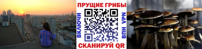 купить наркотики цена  Павловский Посад  MEGA сайт  Псилоцибиновые грибы Cubensis 