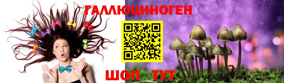 Псилоцибиновые грибы Psilocybine cubensis  Павловский Посад  Псилоцибиновые грибы Cubensis 